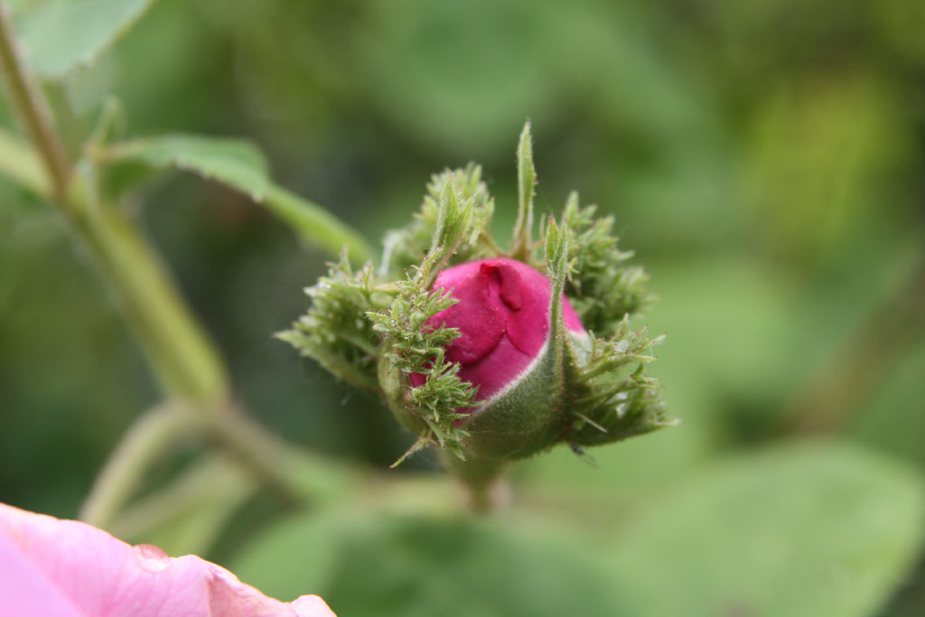 růže Chapeau de Napoleon