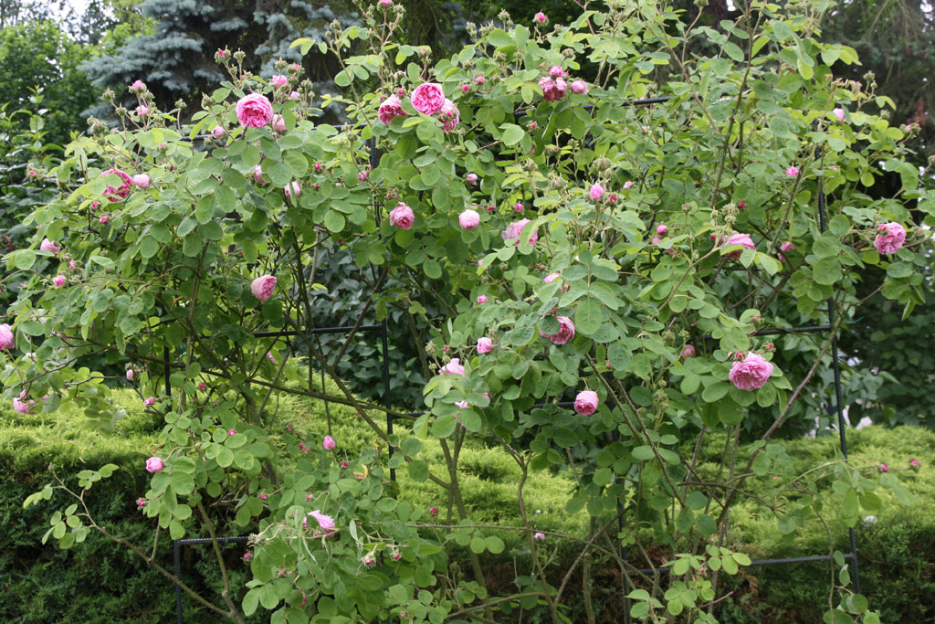 růže Chapeau de Napoleon