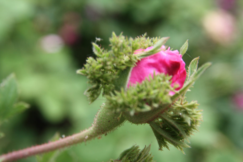 růže Chapeau de Napoleon