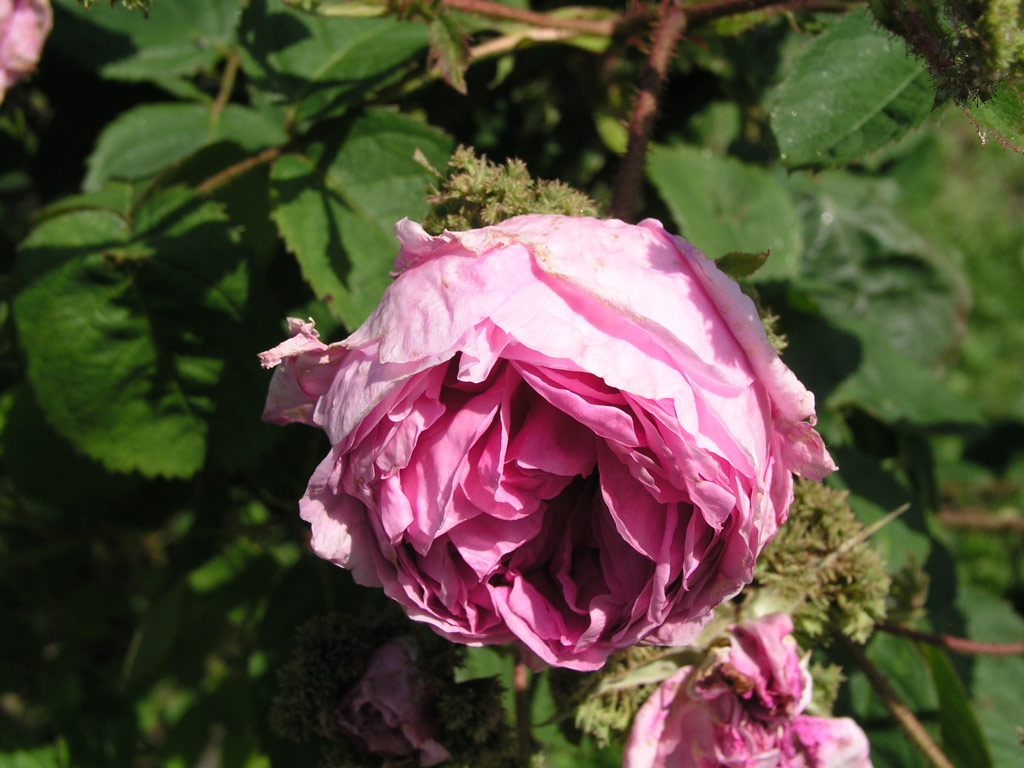 růže Chapeau de Napoleon