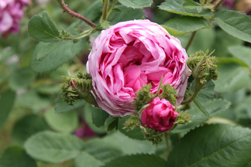růže Chapeau de Napoleon