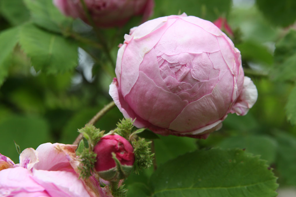 růže Chapeau de Napoleon