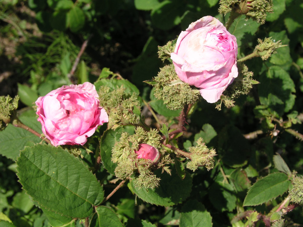 růže Chapeau de Napoleon