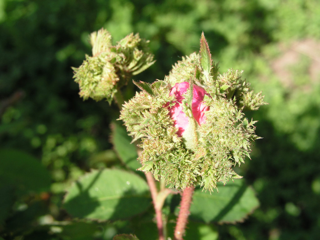růže Chapeau de Napoleon