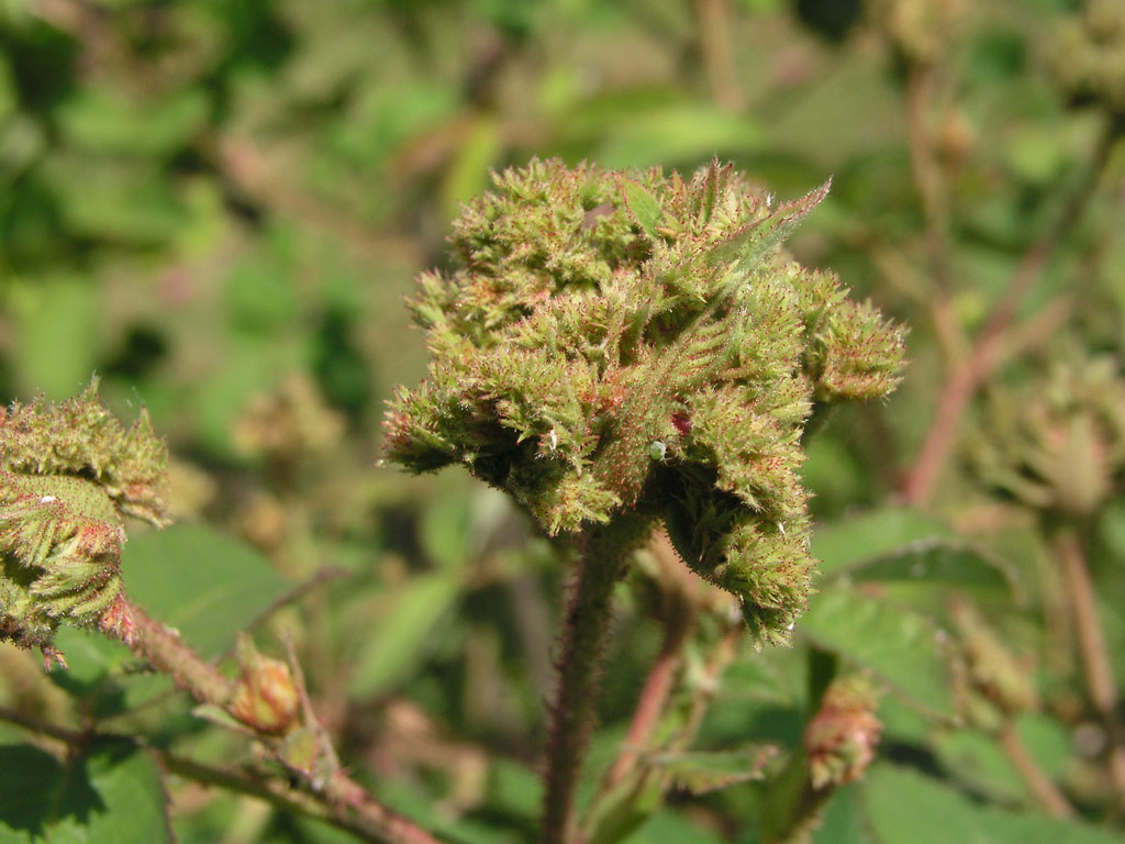 růže Chapeau de Napoleon
