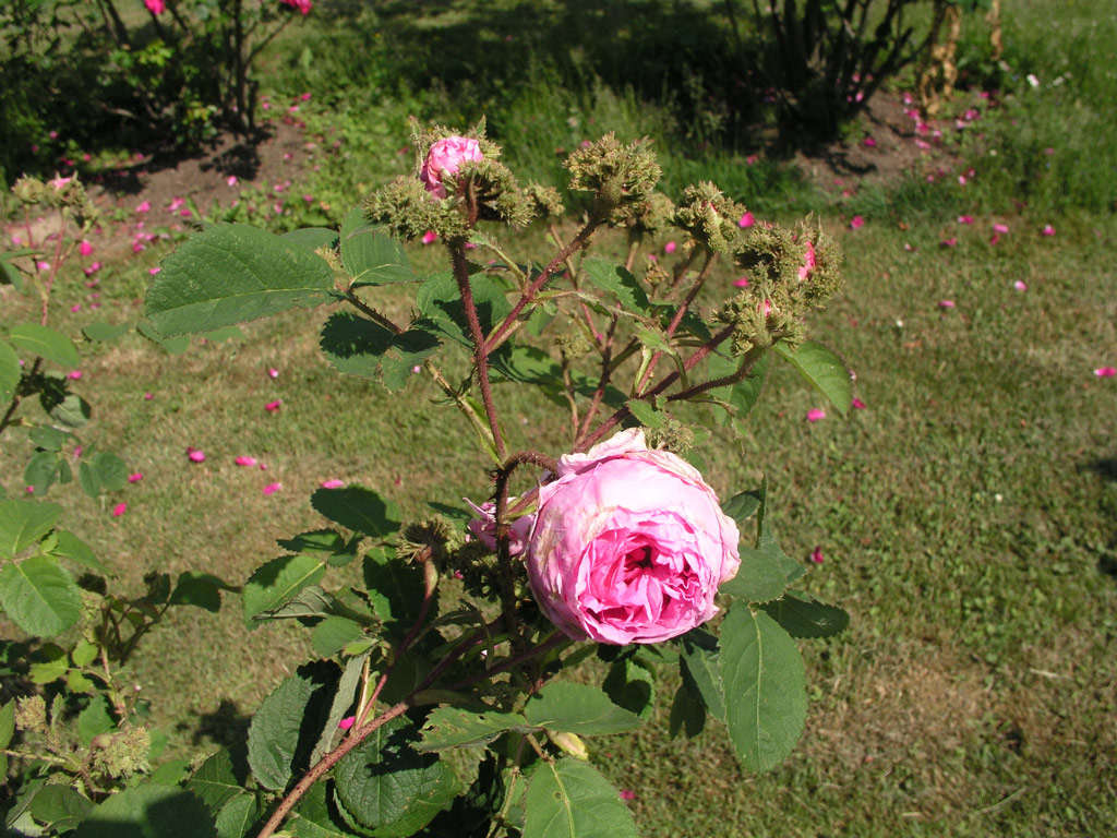 růže Chapeau de Napoleon
