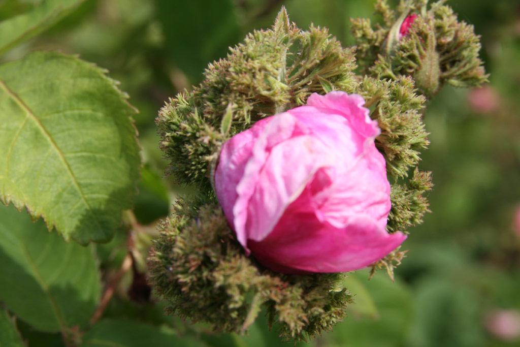 růže Chapeau de Napoleon