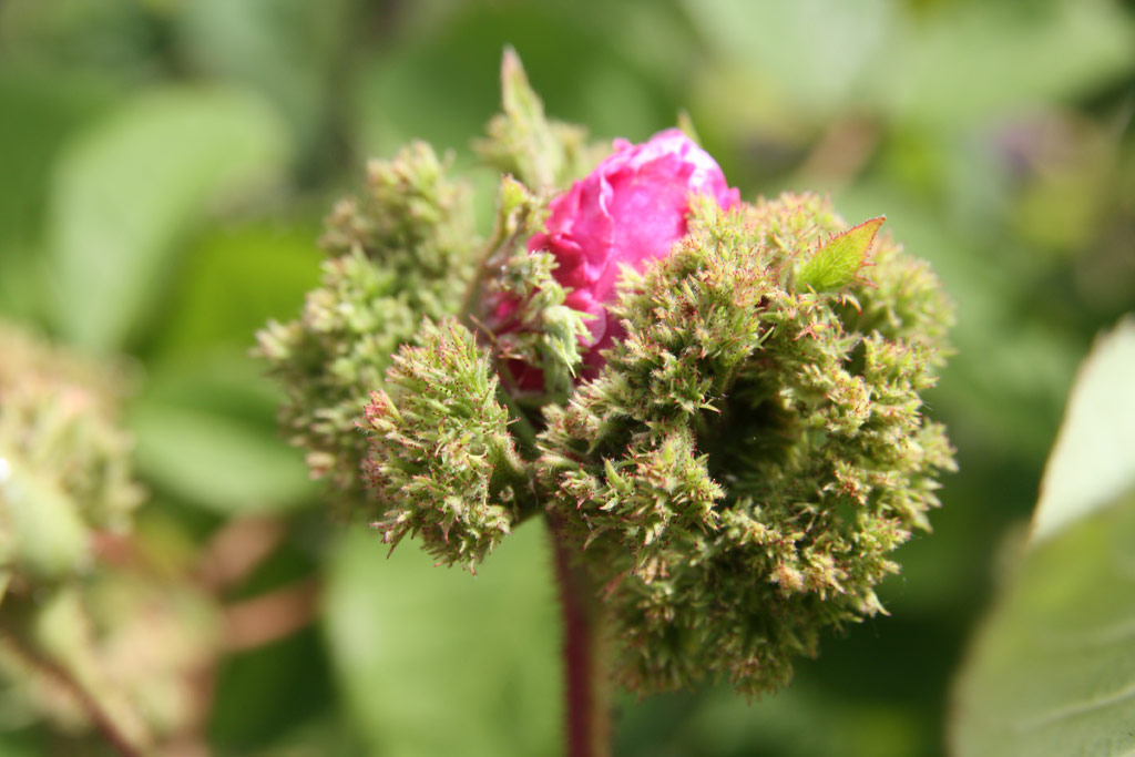 růže Chapeau de Napoleon