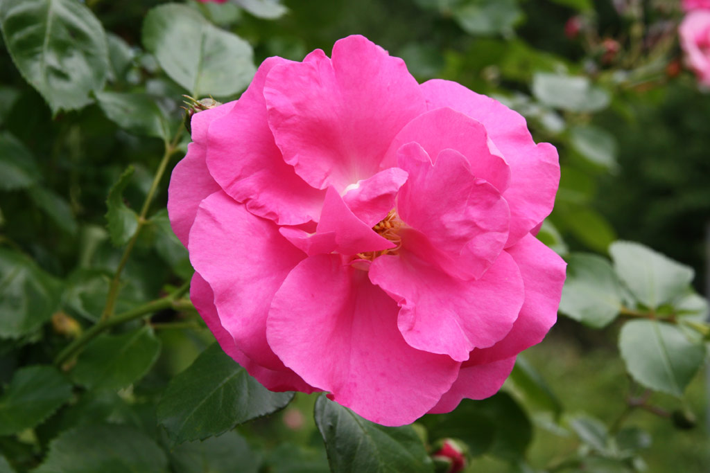 růže Chaplin�s Pink Rambler