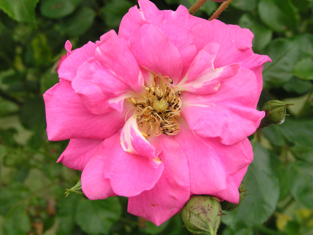 růže Chaplin�s Pink Rambler