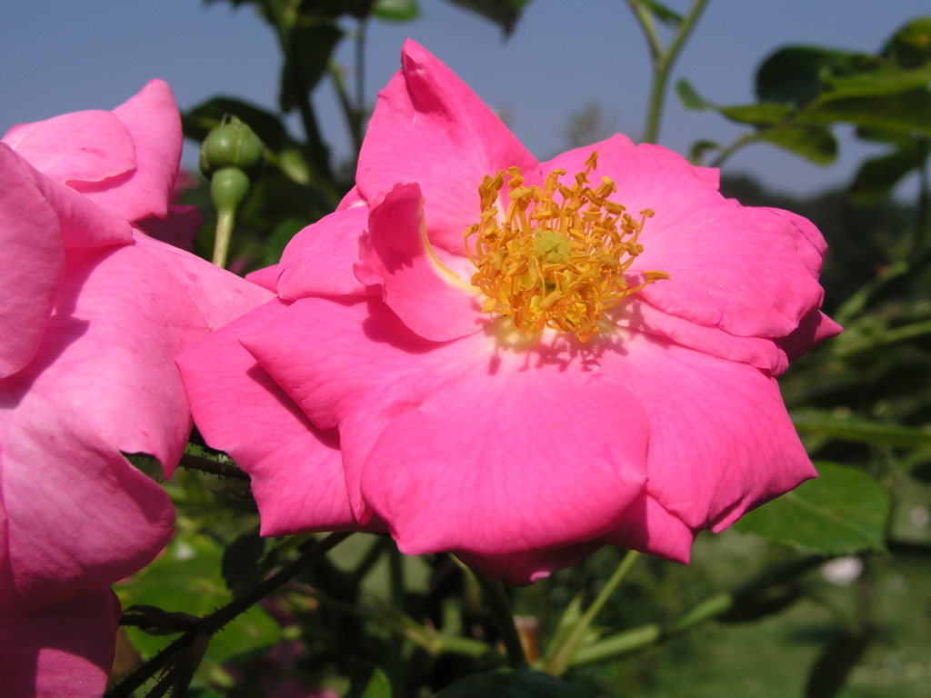 růže Chaplin�s Pink Rambler