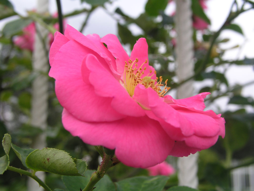 růže Chaplin�s Pink Rambler
