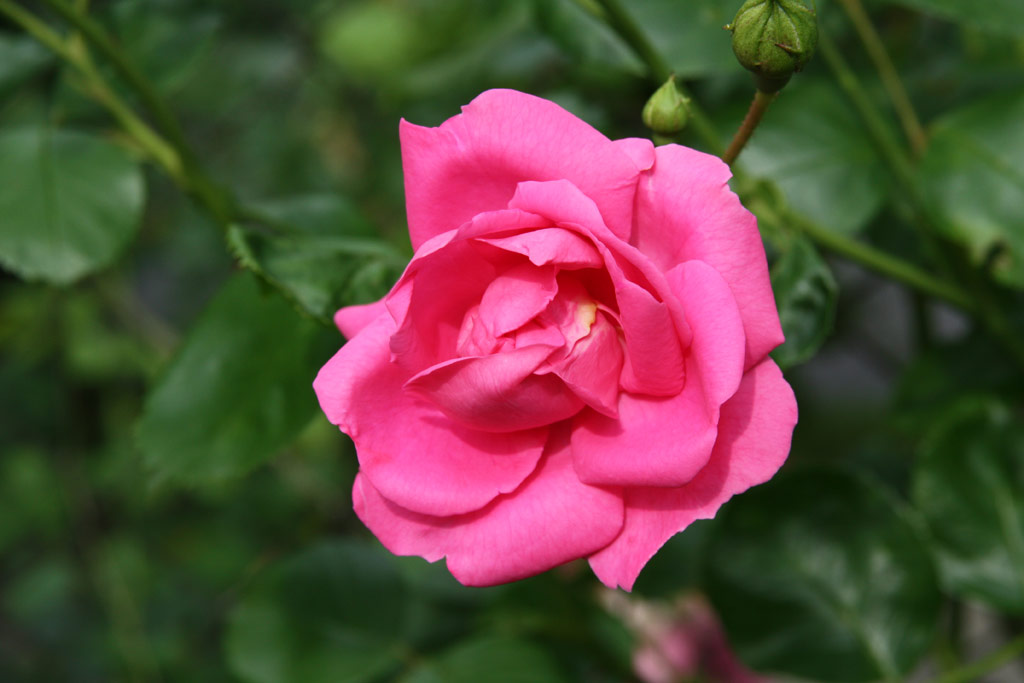 růže Chaplin�s Pink Rambler