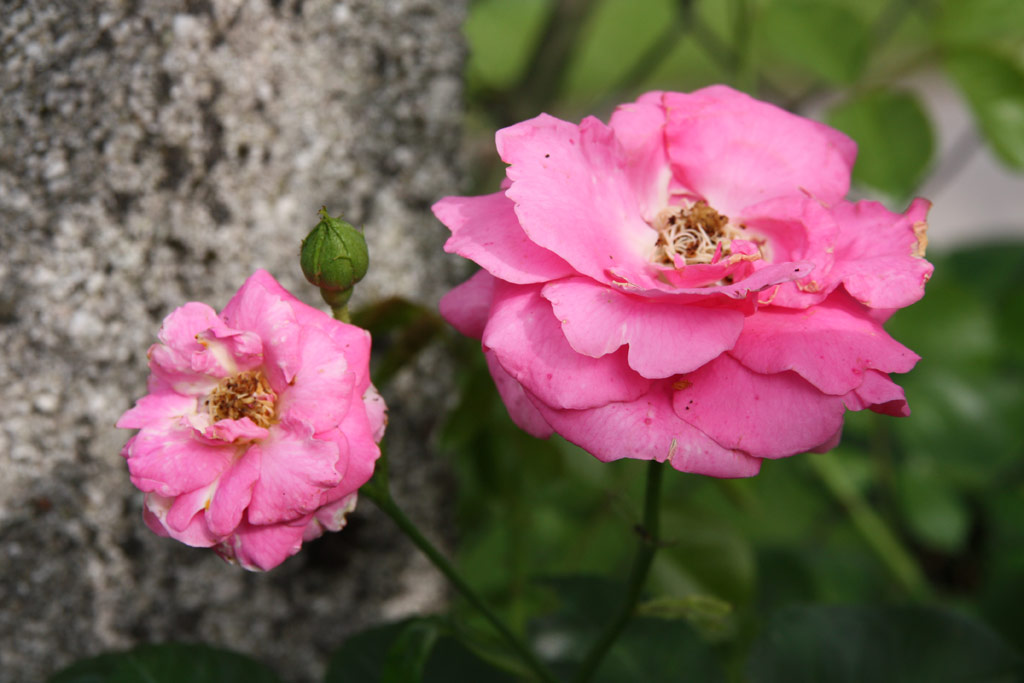 růže Chaplin�s Pink Rambler