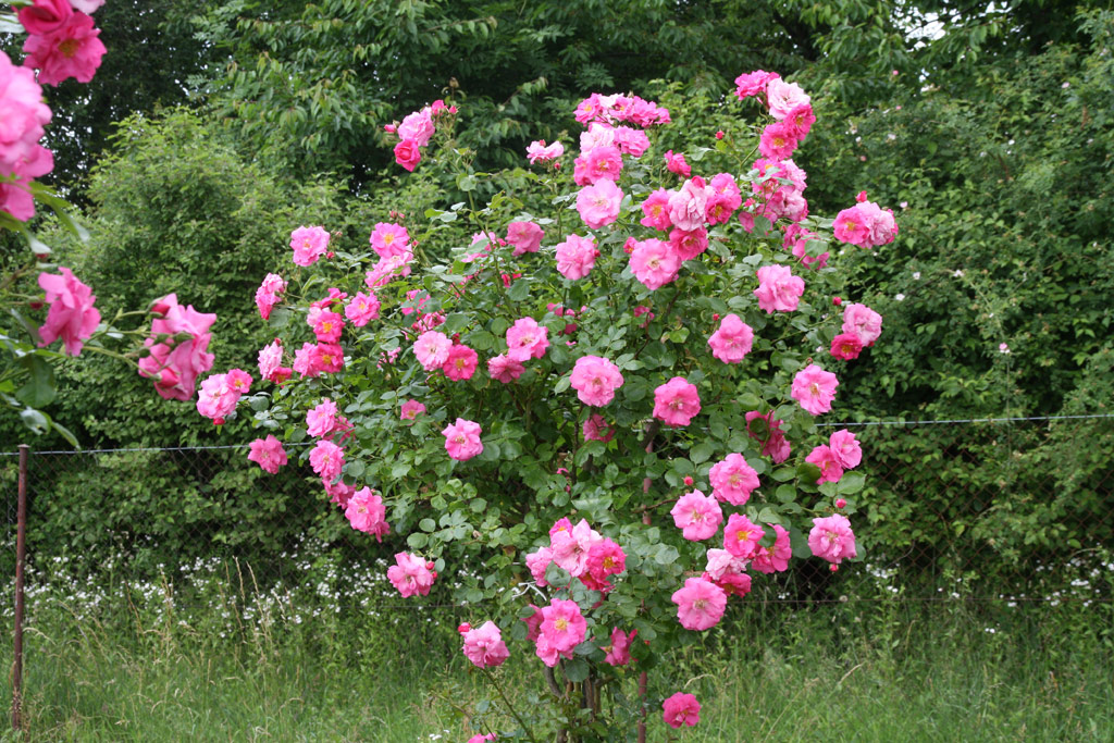 růže Chaplin�s Pink Rambler