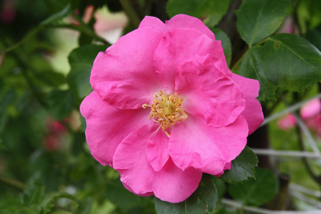 růže Chaplin�s Pink Rambler