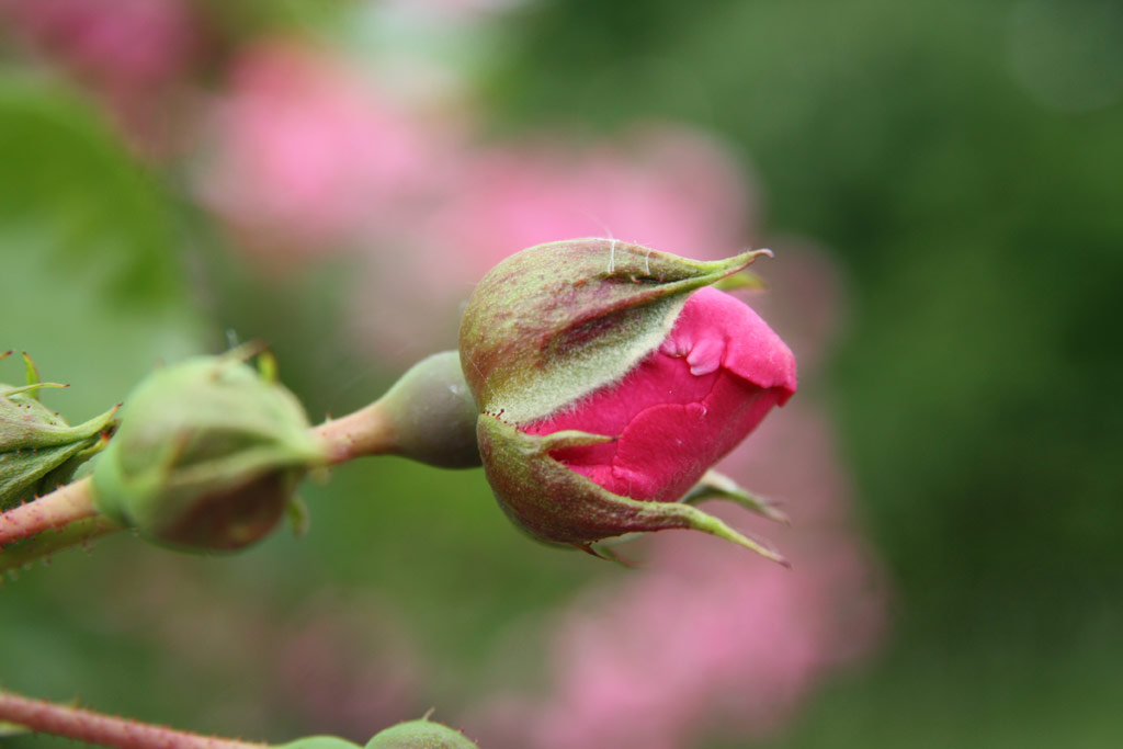 růže Chaplin�s Pink Rambler