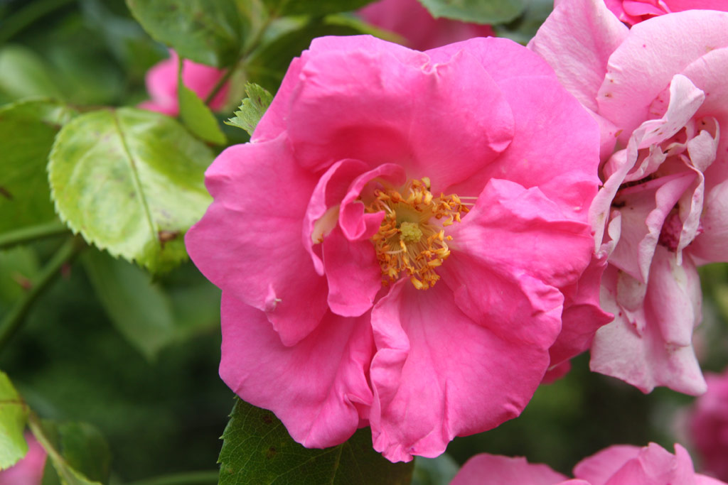 růže Chaplin�s Pink Rambler