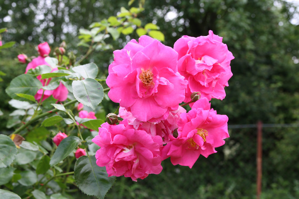 růže Chaplin�s Pink Rambler