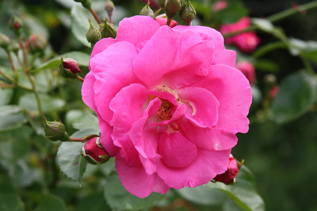 růže Chaplin�s Pink Rambler