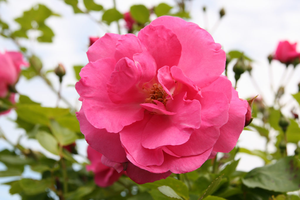 růže Chaplin�s Pink Rambler