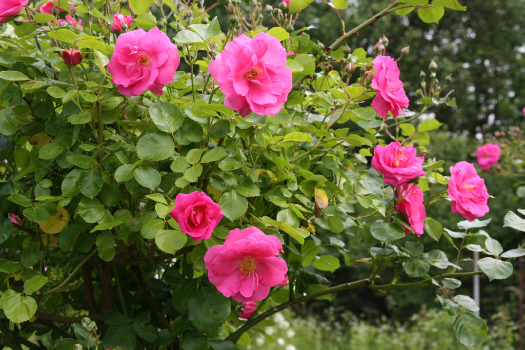 růže Chaplins Pink Rambler