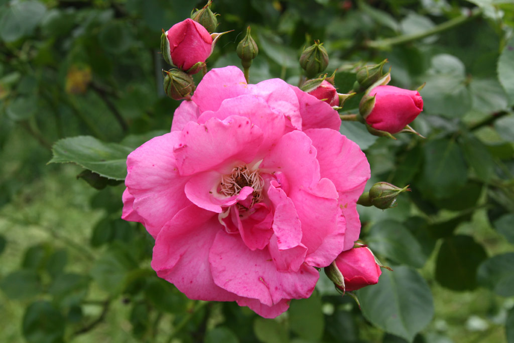 růže Chaplin�s Pink Rambler