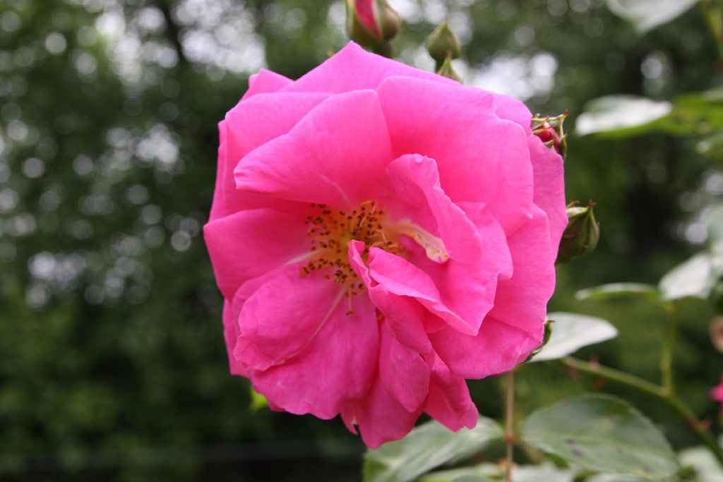 růže Chaplin�s Pink Rambler