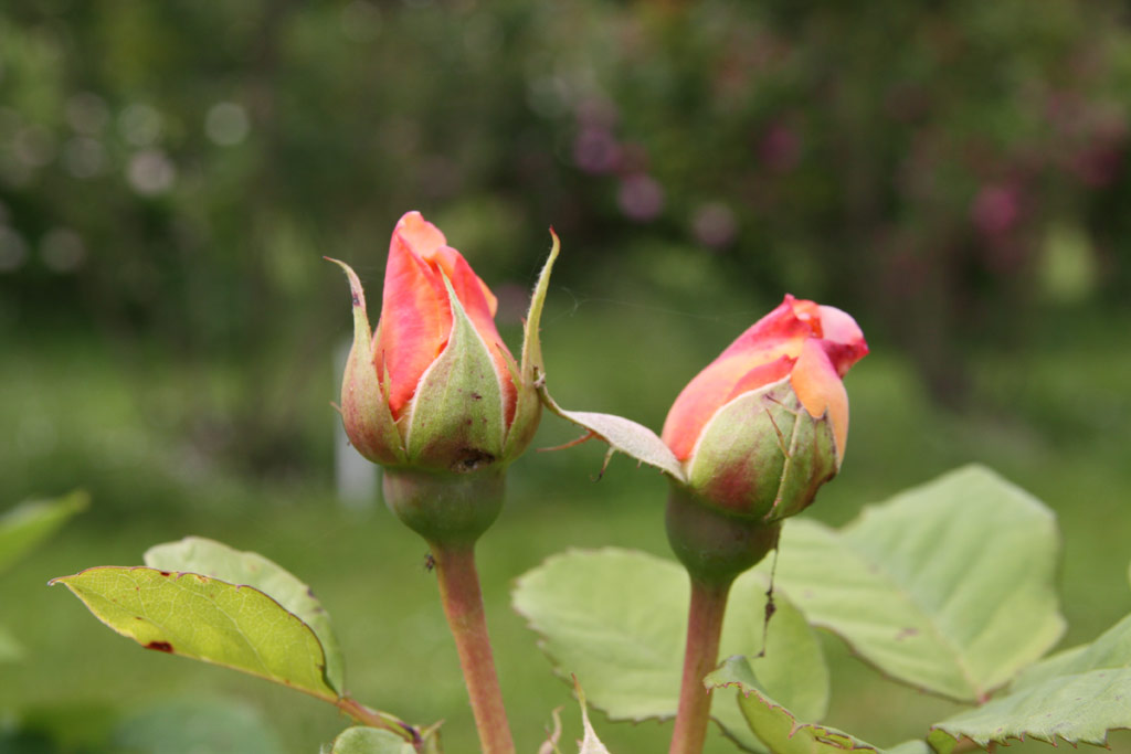 růže Charles Austin