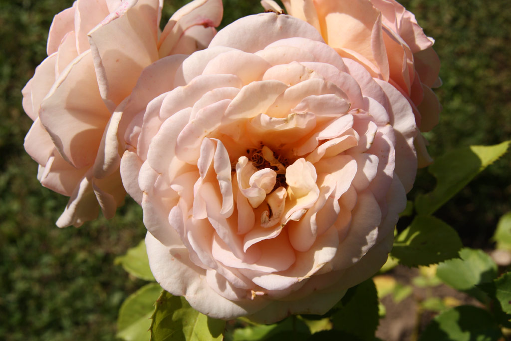 růže Charles Austin