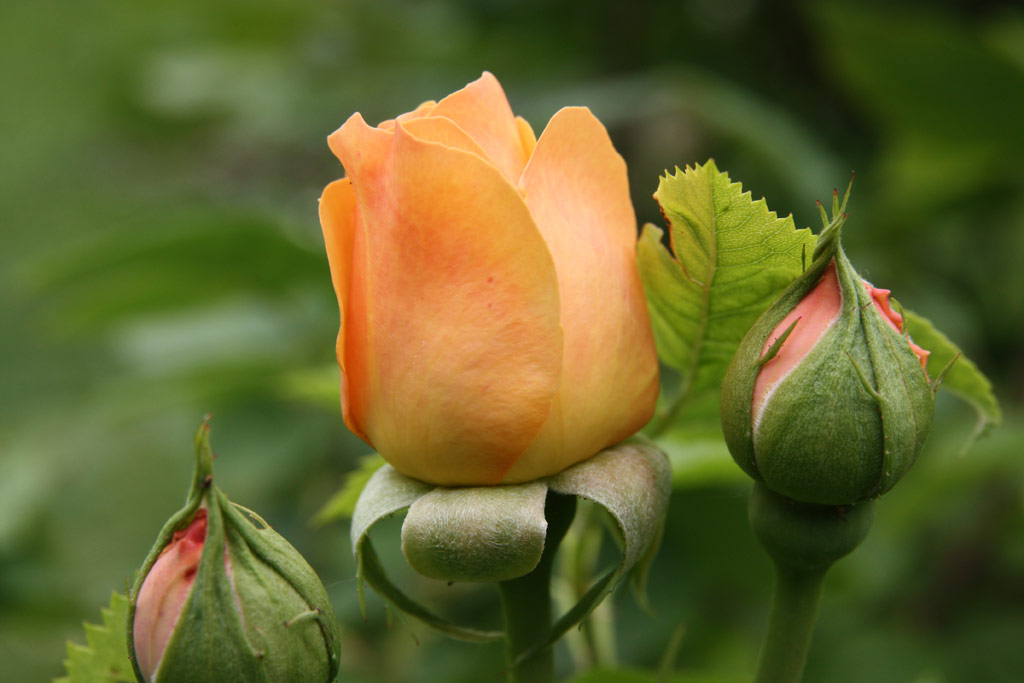 růže Charles Austin