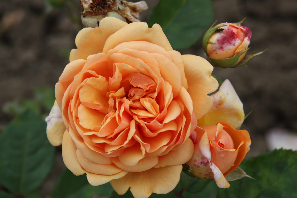 růže Charles Austin