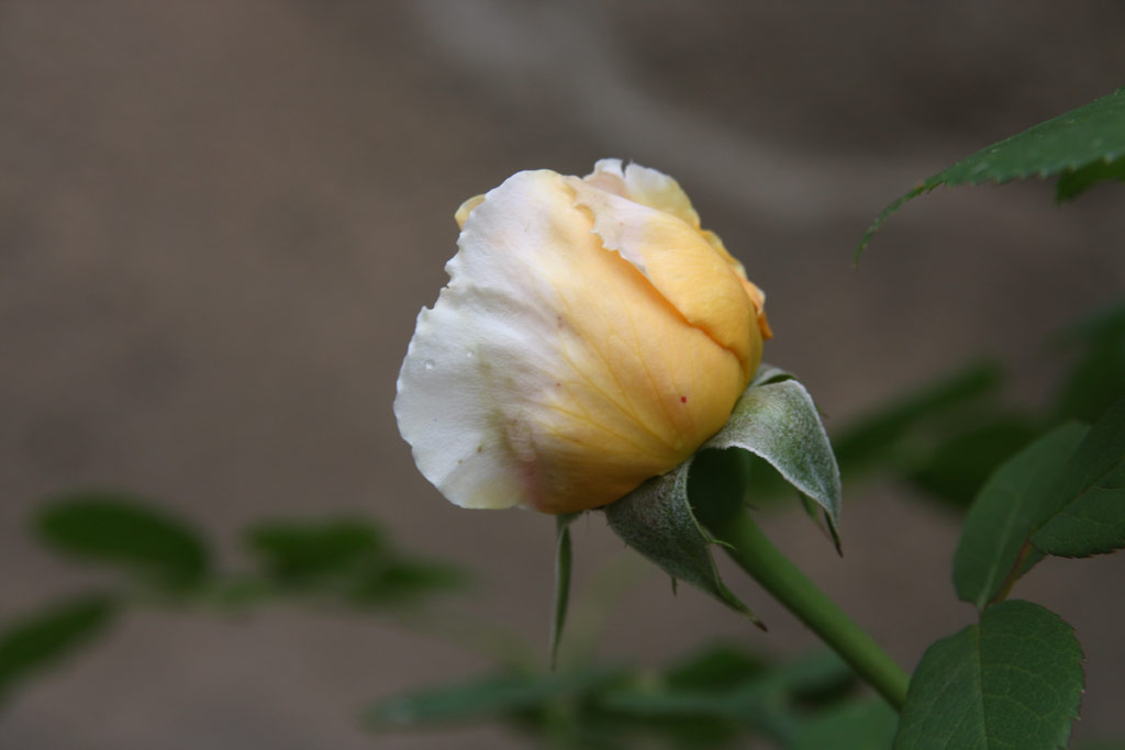 růže Charles Darwin