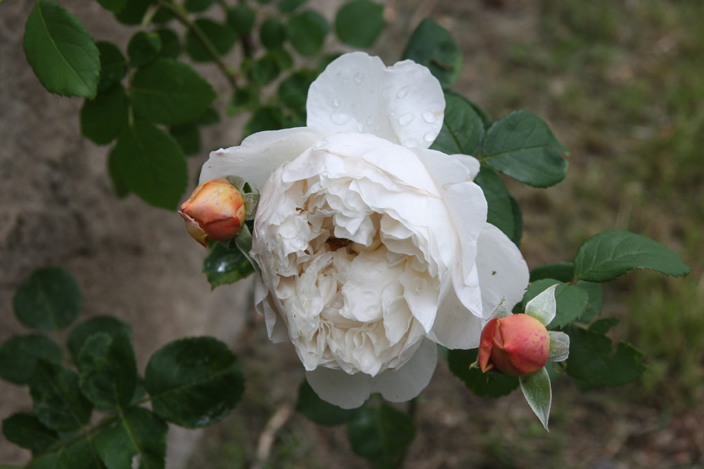 růže Charles Darwin