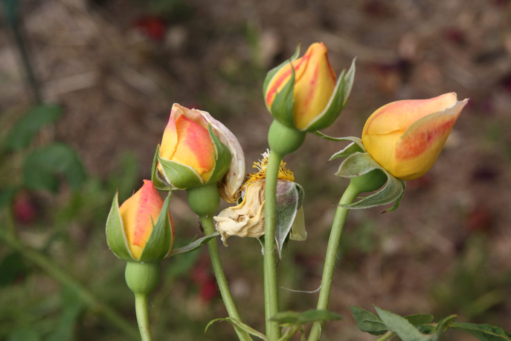 růže Charles Darwin