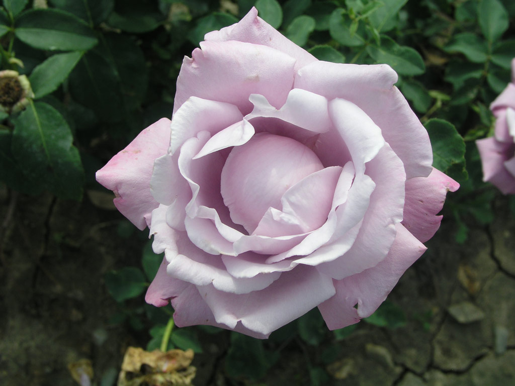 růže Charles de Gaulle