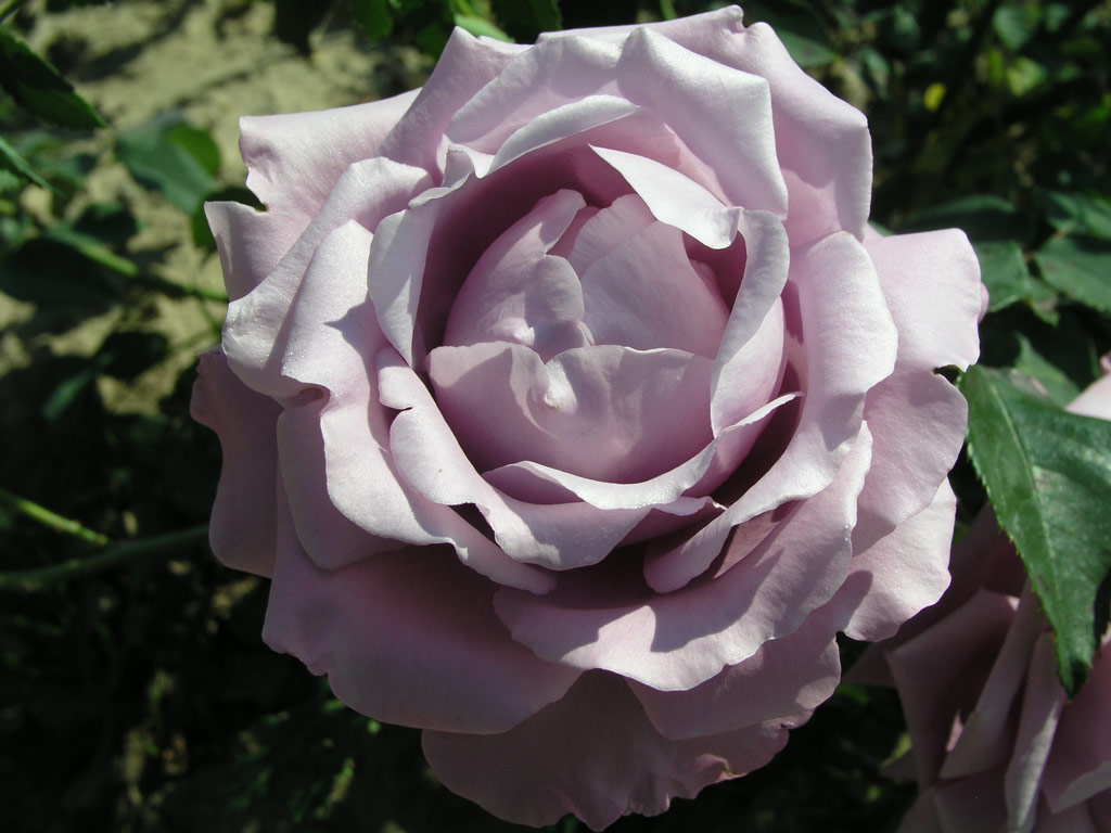 růže Charles de Gaulle