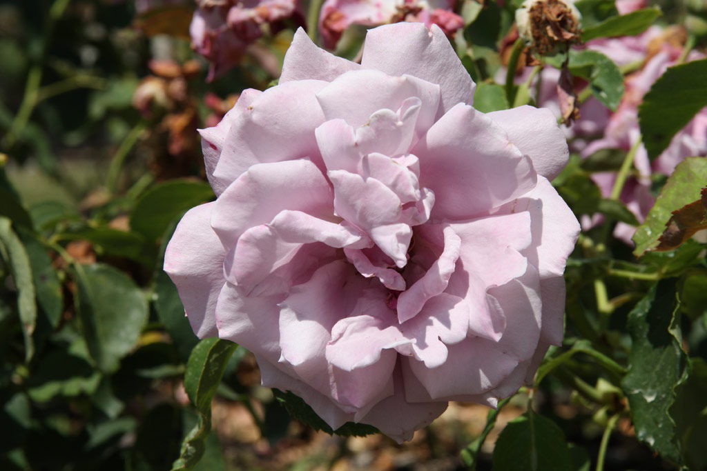 růže Charles de Gaulle