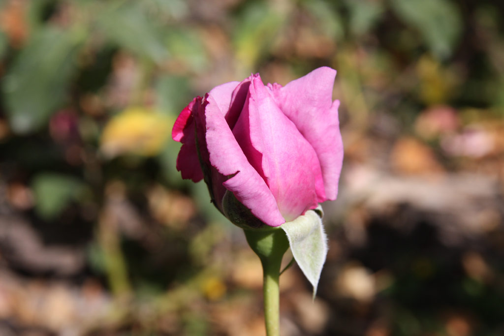 růže Charles de Gaulle