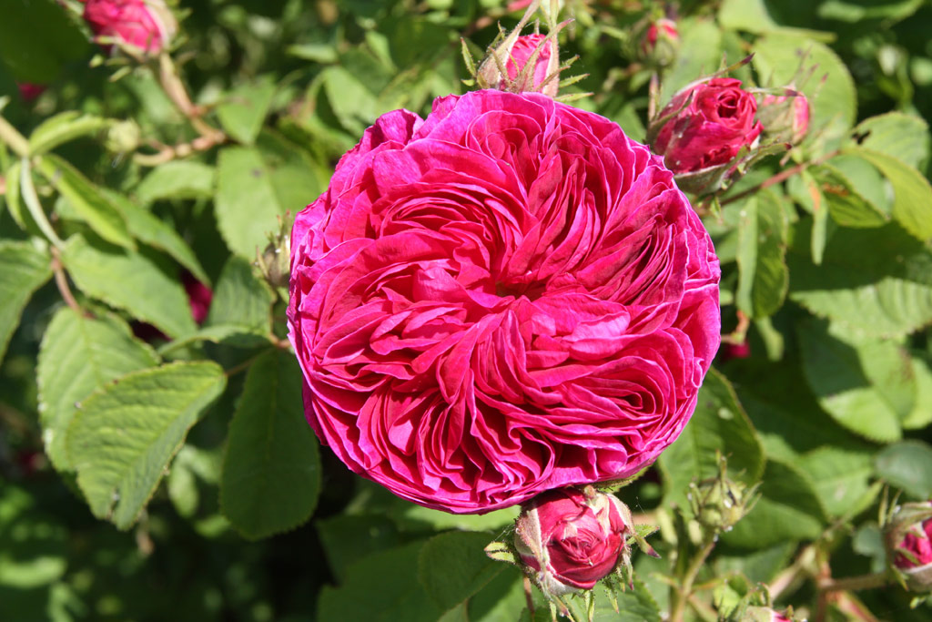 růže Charles de Mills