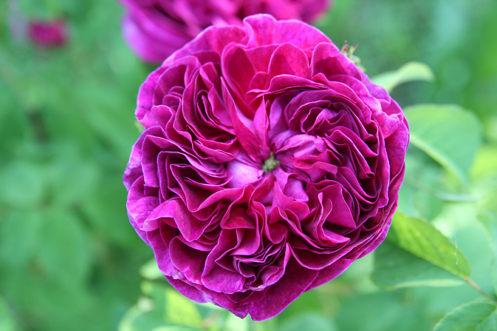 růže Charles de Mills