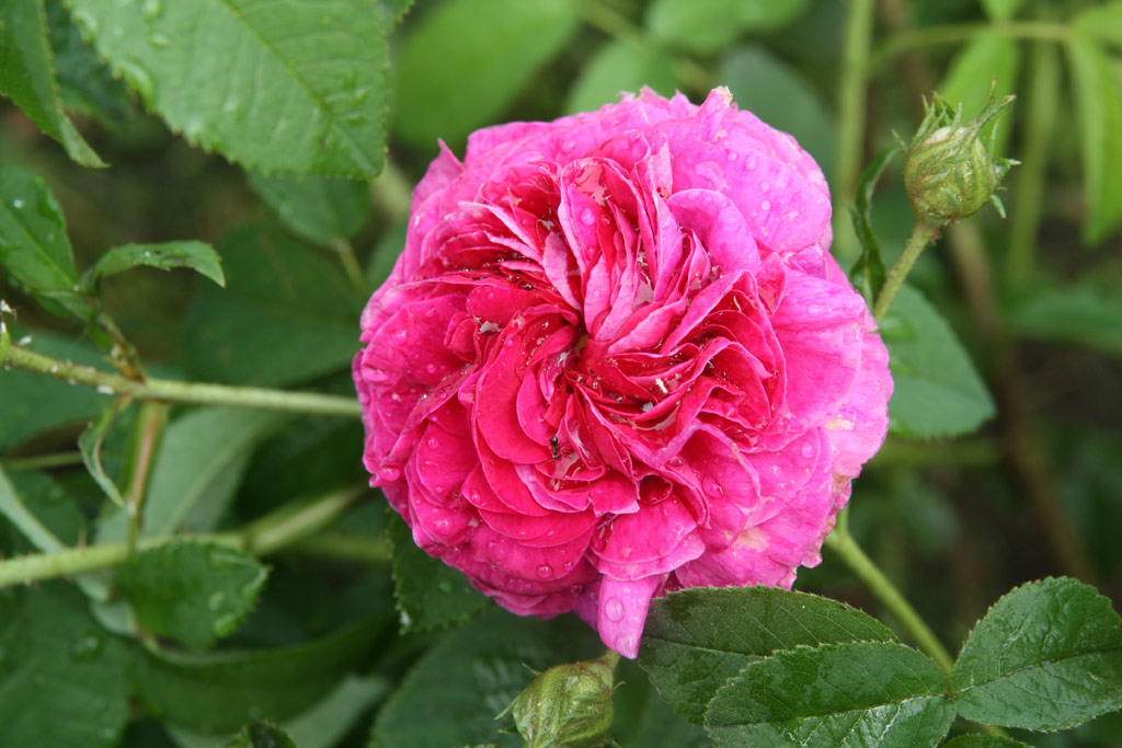 růže Charles de Mills