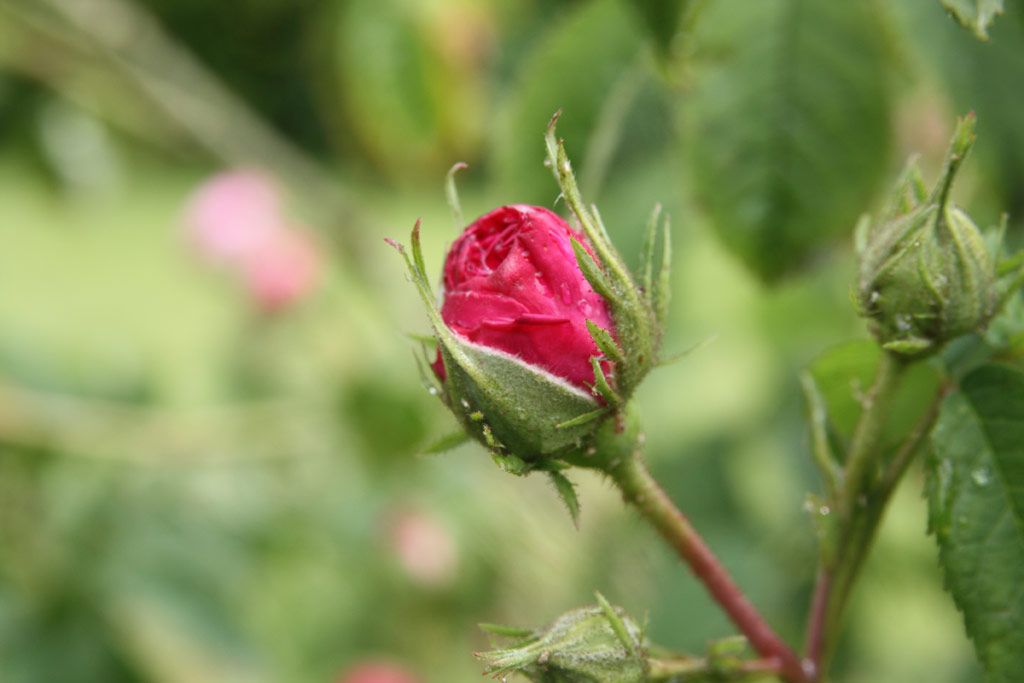 růže Charles de Mills