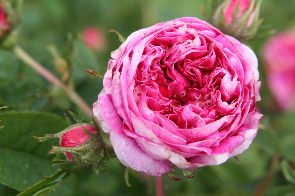 růže Charles de Mills