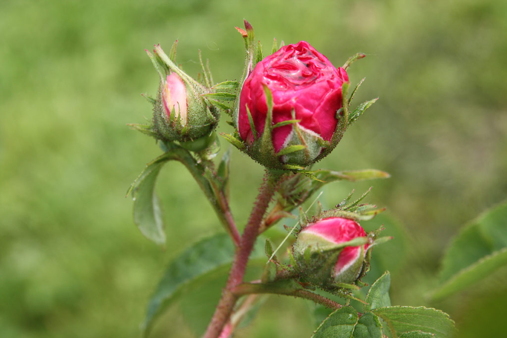 růže Charles de Mills