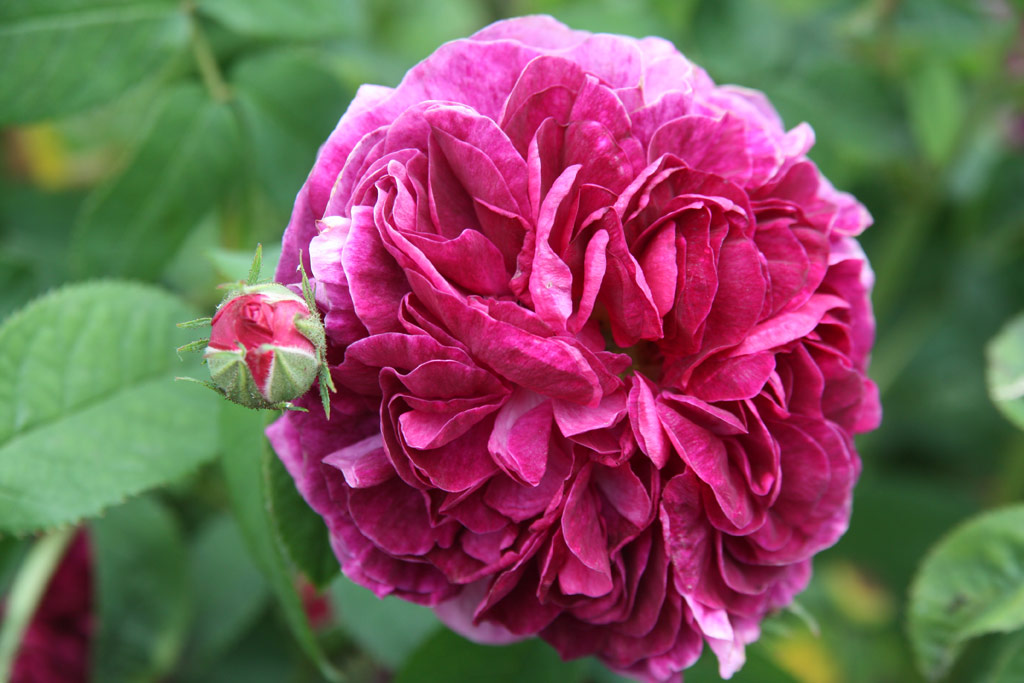 růže Charles de Mills