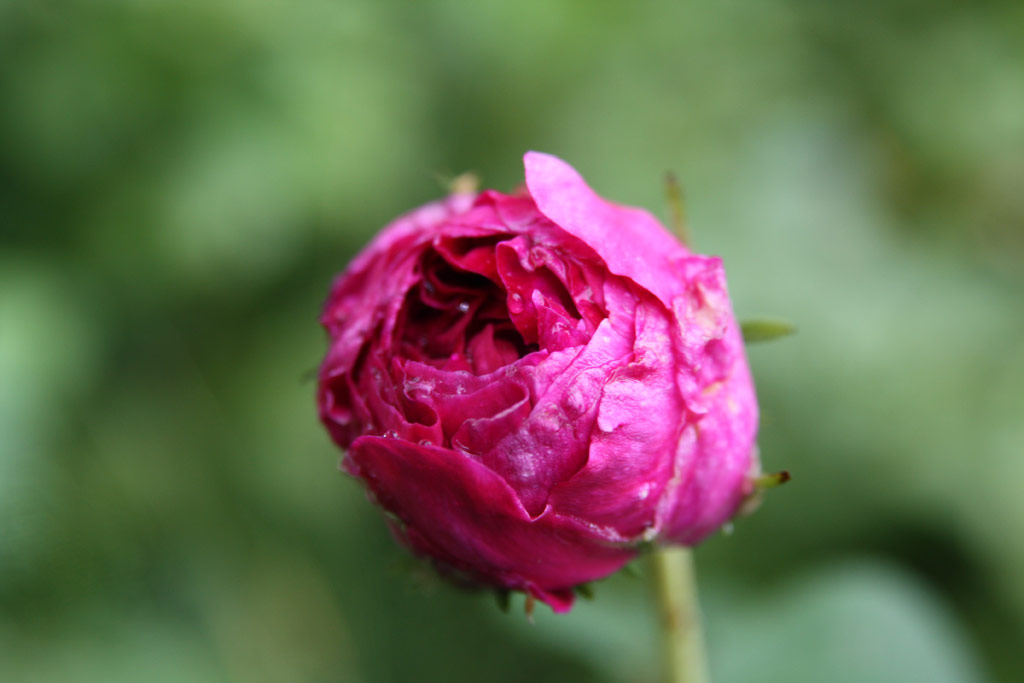 růže Charles de Mills