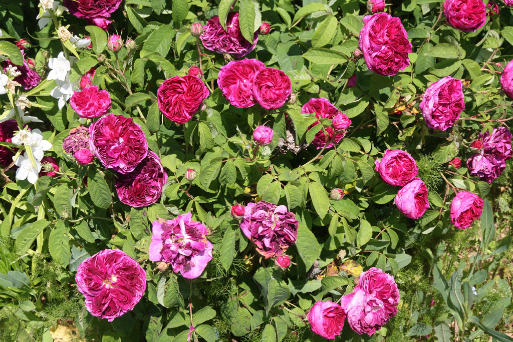 růže Charles de Mills