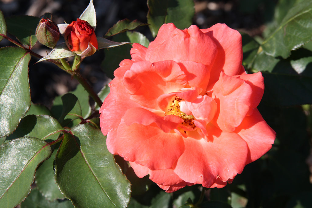 růže Charles Dickens