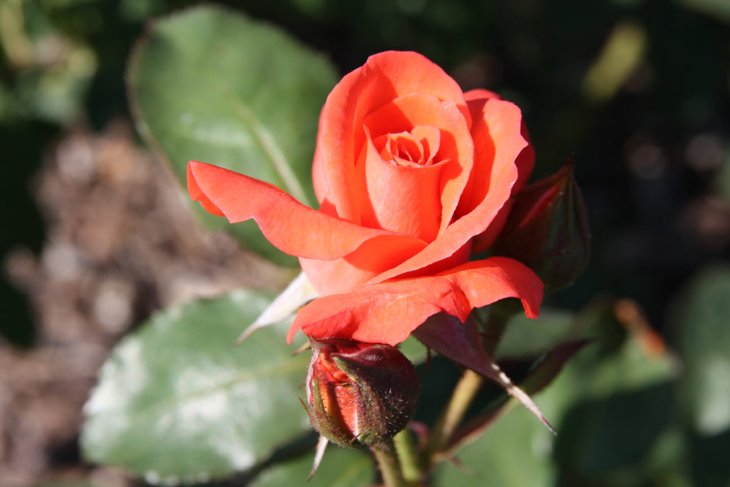 růže Charles Dickens